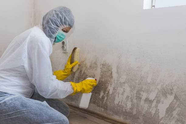 Best Toxic Mold Removal  in Star Valley, AZ