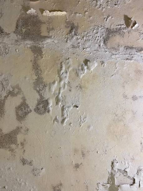Best Residential Mold Removal  in Star Valley, AZ