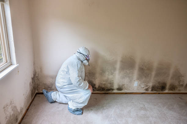 Best Residential Mold Removal  in Star Valley, AZ