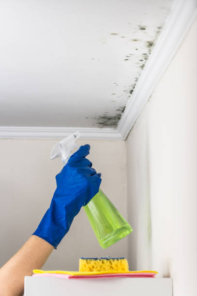 Best Certified Mold Removal  in Star Valley, AZ